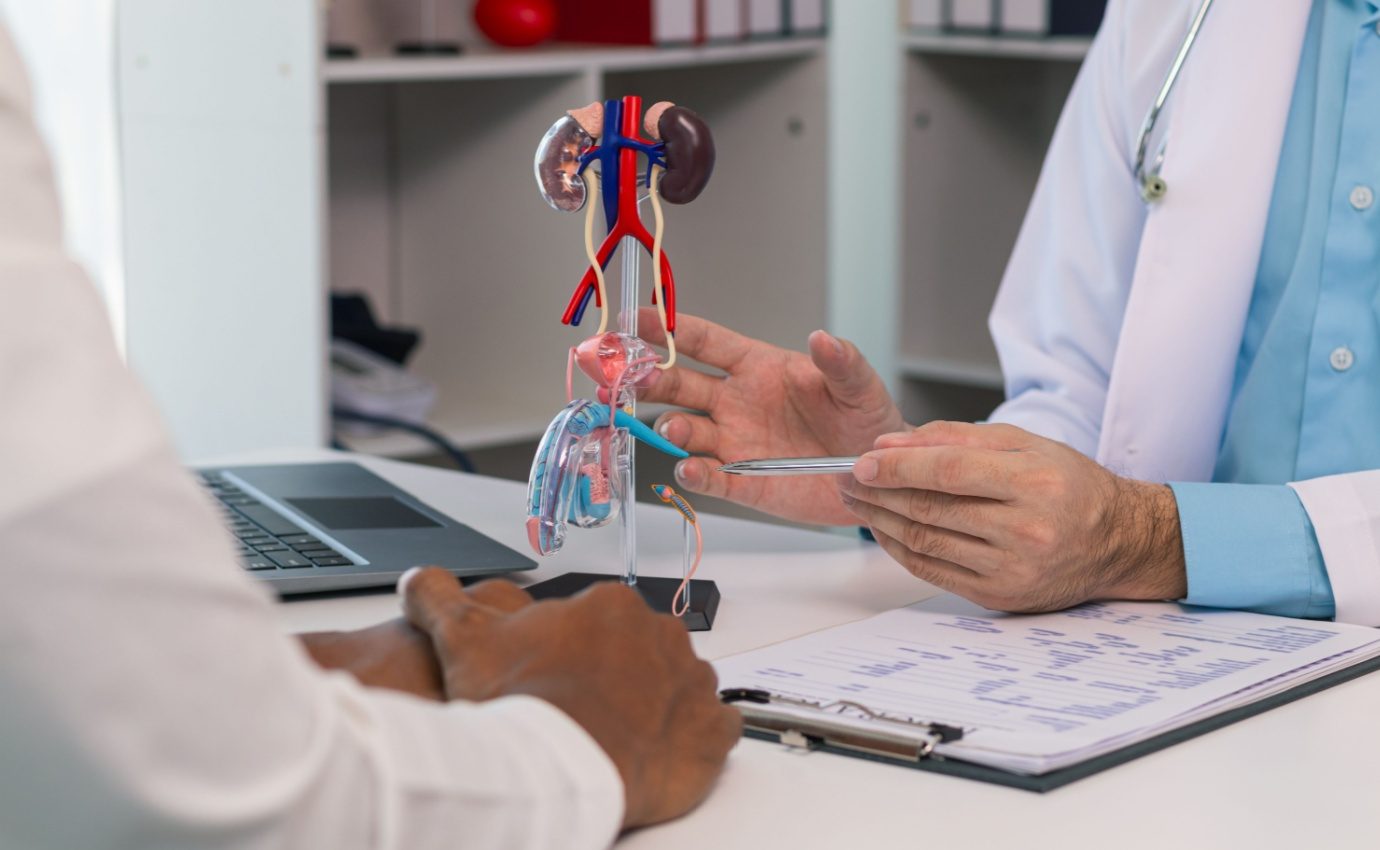 Ein Arzt erläutert einem Patienten anhand eines anatomischen Modells die möglichen Auswirkungen einer pflanzlichen Ernährung auf Prostatakrebs, basierend auf aktuellen Forschungsergebnissen.