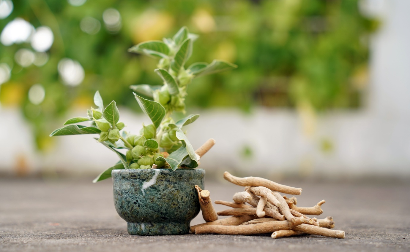 Ashwagandha-Pflanze und Wurzeln – Darstellung der Schlafbeere, einer bedeutenden Heilpflanze im Ayurveda, bekannt für ihre stressmindernden, entzündungshemmenden und gesundheitsfördernden Eigenschaften.