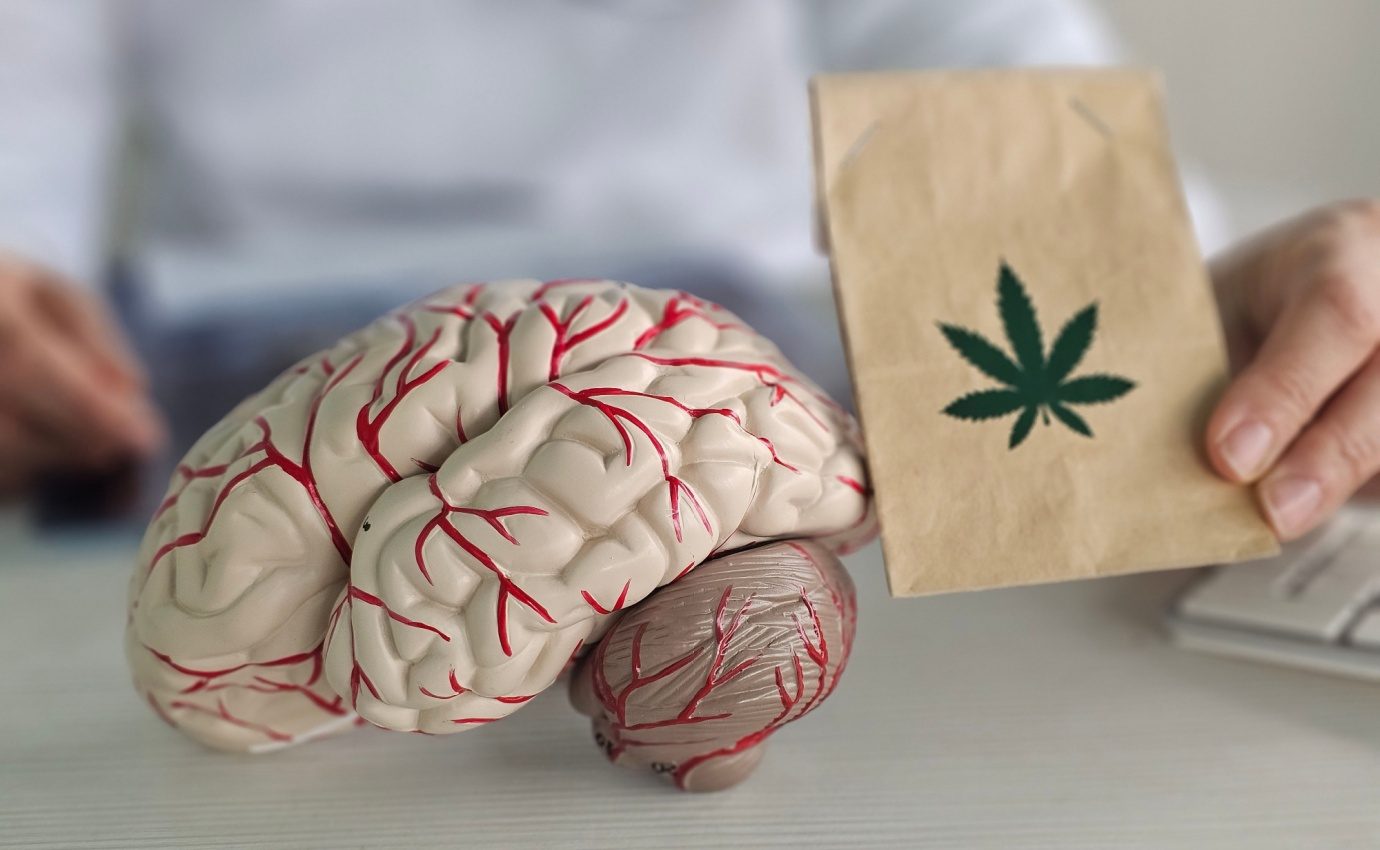 Modell eines menschlichen Gehirns neben einer braunen Papiertüte mit Cannabis-Symbol – Darstellung der möglichen Auswirkungen von Cannabis auf die Gehirnfunktion.